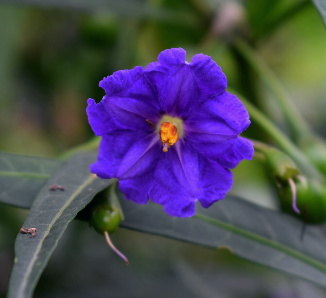 Solanum laciniatum (Cultivated) eFlora of India